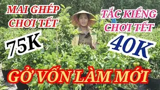 📞 TRẦN EM 0392115949 MAI GHÉP TẮC KIỂNG CHƠI TẾT XỔ RẺ GỞ VỐN BAO SHIP 21/01/2026 | Bến Tre Ơi