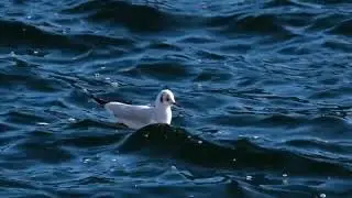 relaxable video