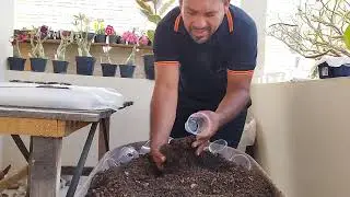 Início da germinação da semente de rosas do deserto| Dia 06.06.2025