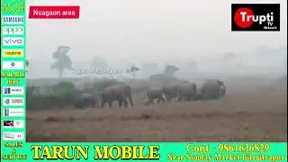 Nuagaon block area elephant road crossing
