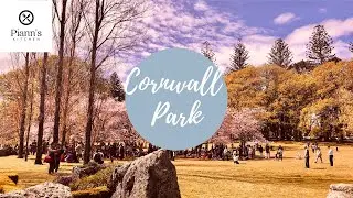 Cherry Blossoms at Cornwall Park (Auckland, New Zealand)