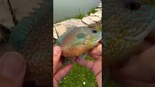 Using CHEESE as bait to catch fish! (Beautiful longear sunfish!) #fishing #shorts