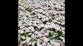 Red Shiso (Perilla) Instructional and Top Flat Planting