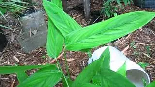 Maranta arundinacea Arrowroot Plant