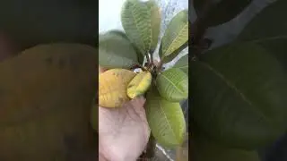 Моя плюмерия уже мертва?
