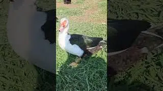Рафаэль Заманов город Сочи