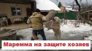 Маремма защита и охрана хозяина (Маремма-абруццкая овчарка)