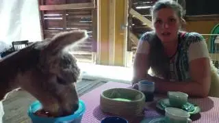 Alpakkatila Humiseva Harju, Ahlainen