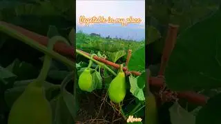 Vegetable 🥕🥕🍅🍅🥬🥬#shorts #short #cooking #food #nature #youtubeshorts #shortsfeed #vlog#shortvideo