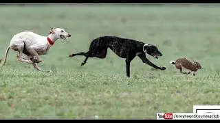 latest greyhound coursing | hare coursing 2021 | galgos vs liebres