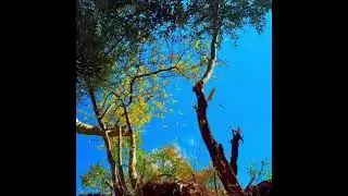 🍂 Falling Leaves From Tree | Slow Motion Nature Scene | درخت سے گرتے پتے 🌿