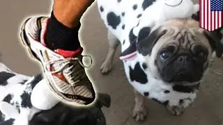 Animal Cruelty? Jogger kills pug with a swift kick to the head in San Francisco park