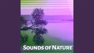 Nature and Calming Guitar
