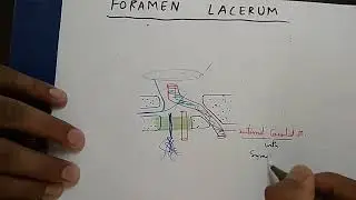 Skull Foramen- 3, Foramen Lacerum and Carotid Canal Content | TCML and ENMEDER