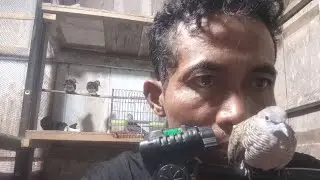 Live. perkutut Lokal Randublatung Blora