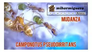 Camponotus pseudoirritans