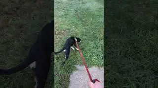 Sissy The Dog Walks Me!