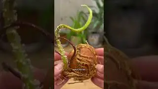 Выращивание бонсай из авокадо &mdash; это работа🥑