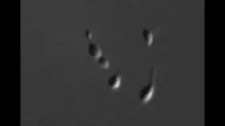 Hyphomonas Neptunium division