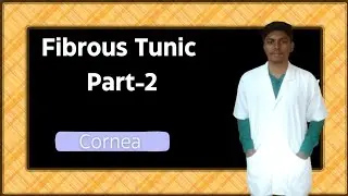 Fibrous Tunic (Part-2)||Cornea of eye 👀||1st yr Anatomy 😄||BvscAh course|| #vets #anatomy #cornea