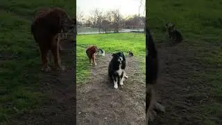 Aspen, Lucy, sushi, and Gypsy, sisters  and there one cousin Aspen Neal Reed