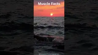 Back Pain Solution: Train This Overlooked Muscle! The Key Muscle for Improved Posture & Strong Core