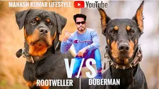 ROOTWELLER V/S DUBERMAN || HOW MUCH AGGRESSIVE || MANASH KUMAR LIFESTYLE...