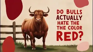 Minute Myth Busters - Do Bulls Really Hate the Colour Red?