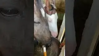 🐎🫀🐎