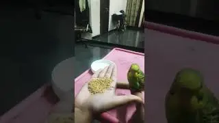 love Bird is eating grains