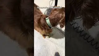 Playing fetch inside with Finnegan!