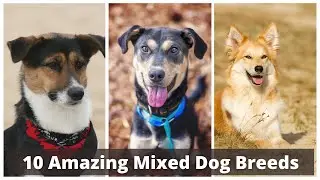10 Amazing Mixed Dog Breeds Will Make You LOVE Mutts | Part - 1
