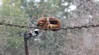 Beautiful red panda in the snow
