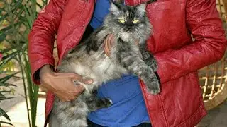 #Smokey #catsofyt Cat loves his owner