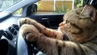 Never Trust Your Cat - Funny Cat Video