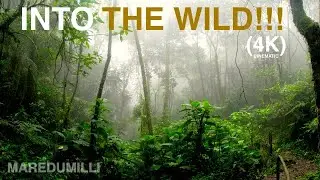 Into the wild 