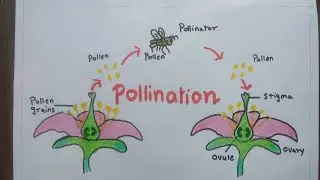 Pollination Diagram | How To Draw Pollination Process | Science Diagram