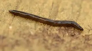 Donkere landplatworm Microplana terrestris