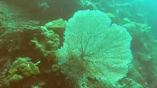 canyon cliff wall dive Philippines breathtaking! #canyondive #walldive #underwaterworld #marinelife