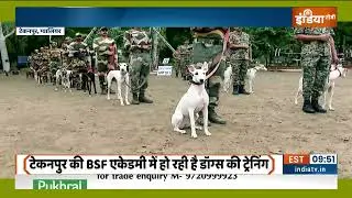 🐾 Rampur Hound: India&rsquo;s Elite Canine Warrior! 🐾Training in Action at BSF Academy, Gwalior