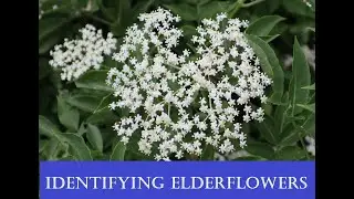 How to identify elderflowers (recognising an elder tree - sambucus nigra)