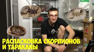 Распаковка скорпионов и кормление Термоковрики Тараканы Blaberus craniifer Hottentotta Leiurus