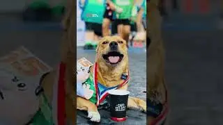 Muere envenenado el &ldquo;#Chicles&rdquo;🕯️, el perrito maratonista 🐾 de Tijuana
