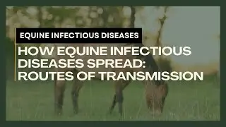 How Equine Infectious Diseases Spread: Routes of Transmission