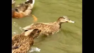 Young Moorhen, and other ducks
