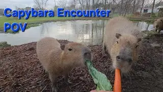 Встреча с капибарой (вид от первого лица)