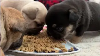 Lunchtime with Mochi’s Puppies Hangout with French Bulldog Puppies