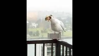 #nice#catch#bite#gulp#swallow#