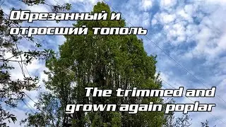 Удаляем кронированный тополь Cutting a bushy poplar
