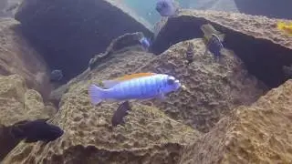Dive below the surface and experience the beautiful Lab. trewavasae 